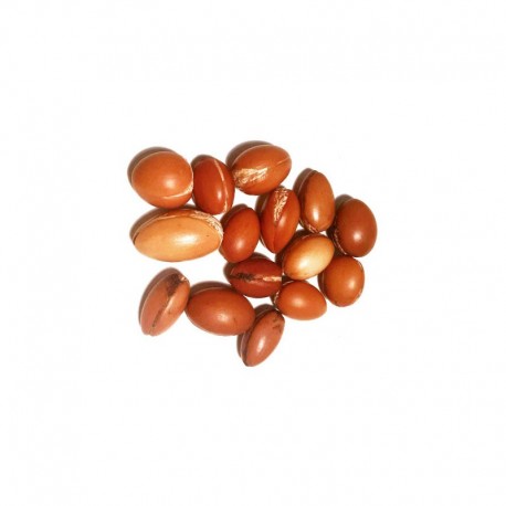 Semi di Argan (Argania spinosa)