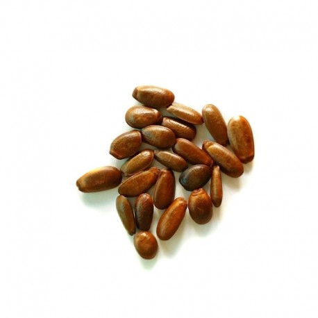 Semi di Graviola (Annona muricata)