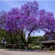 Semi di Albero Glicine (Jacaranda mimosifolia)