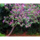 Semi di Albero Orchidea (Bauhinia purpurea)