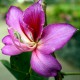 Semi di Albero Orchidea (Bauhinia purpurea)