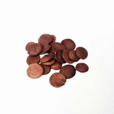 Semi di Albero Orchidea (Bauhinia purpurea)