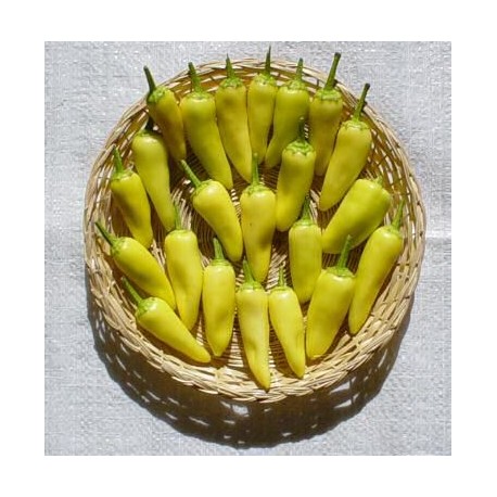 semi di Peperoncino Hungarian Yellow - piccante