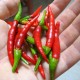 Semi di Peperoncino Malagueta