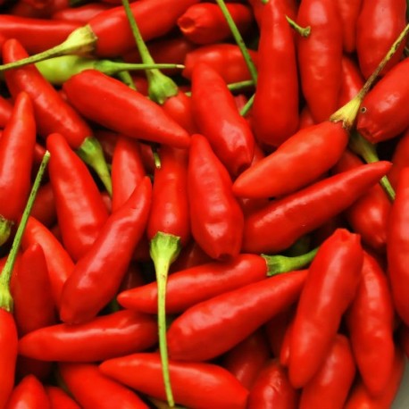 Semi di Peperoncino Malagueta