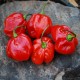 semi di Peperoncino Habanero Red