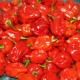 semi di Peperoncino Habanero Red