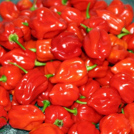 semi di Peperoncino Habanero Red