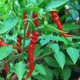 Semi di Peperoncino Habanero Red (Extra super piccante!)