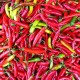 Semi di Peperoncino Piccante di Cayenna