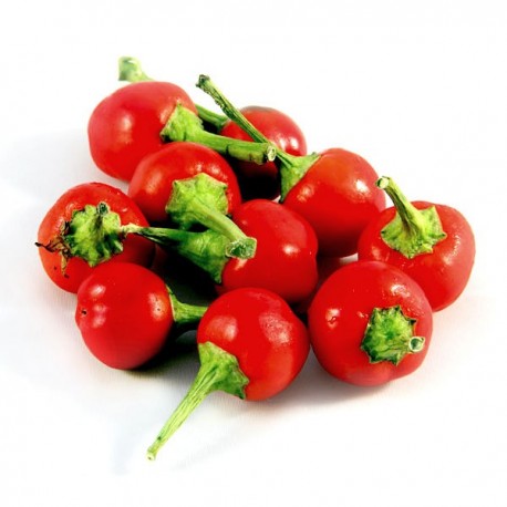 Semi di Peperone Bacio di Satana