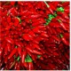 Semi di Peperoncino Piccante a Mazzetti