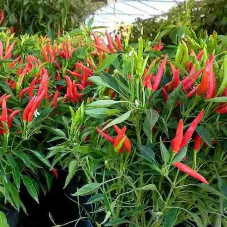 Semi di Peperoncino Piccante a Mazzetti