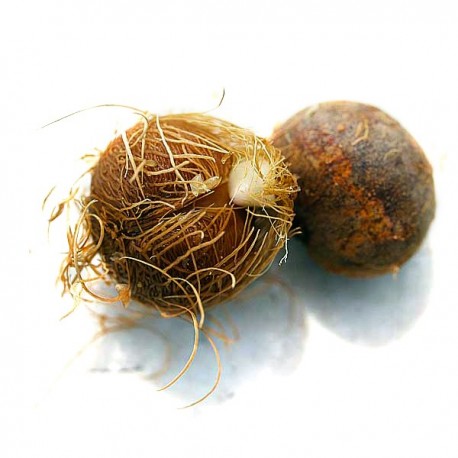 Semi di Acai ( Euterpe oleracea)