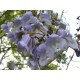 Semi di Paulonia ( Paulownia tomentosa)