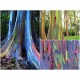 Semi di Eucalipto arcobaleno (eucalyptus deglupta)
