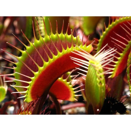 Semi di Dionaea muscipula - Pianta Carnivora!
