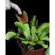 Semi di Dionaea muscipula - Pianta Carnivora!