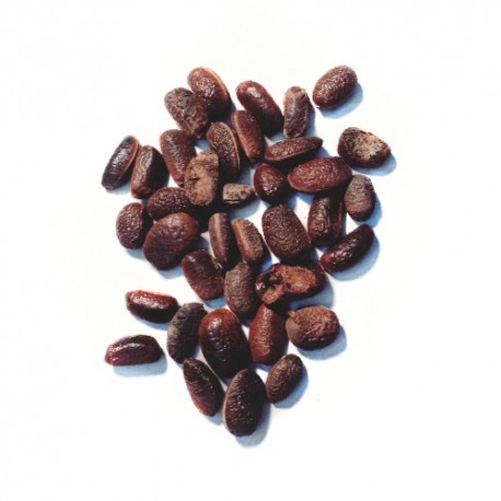 Semi di Ebano Asiatico (Diospyros melanoxylon)