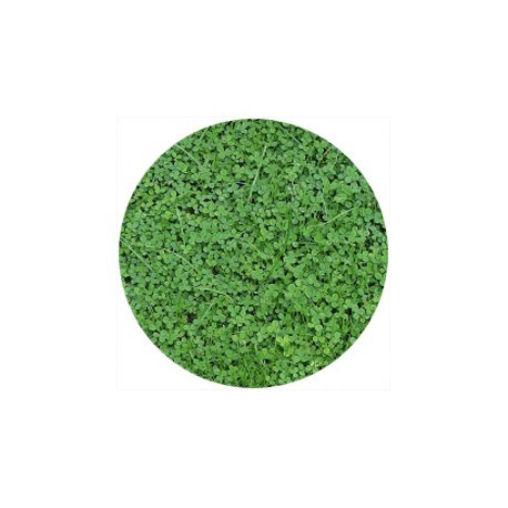 Semi di Trifoglio Nanissimo Tappezzante - confezione risparmio gr 500