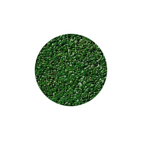 Semi di Dichondra repens tappezzante - confezione da 200 gr