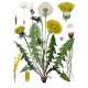 Semi di Tarassaco ( Taraxacum officinalis)