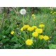 Semi di Tarassaco ( Taraxacum officinalis)