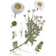 Semi di Camomilla Romana (Anthemis nobilis)