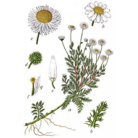 500 Roman Chamomile Seeds - Chamaemelum Nobile - Non-GMO Medicinal Her – O'Neill Seeds - Foto 12