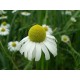 Semi di Camomilla Romana (Anthemis nobilis)