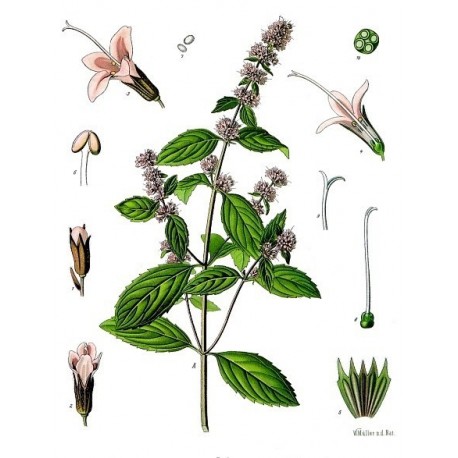 Semi di Mentuccia (Mentha pulegium)