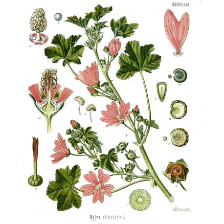 Semi di Malva (Malva sylvestris)