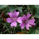 Semi di Malva (Malva sylvestris)