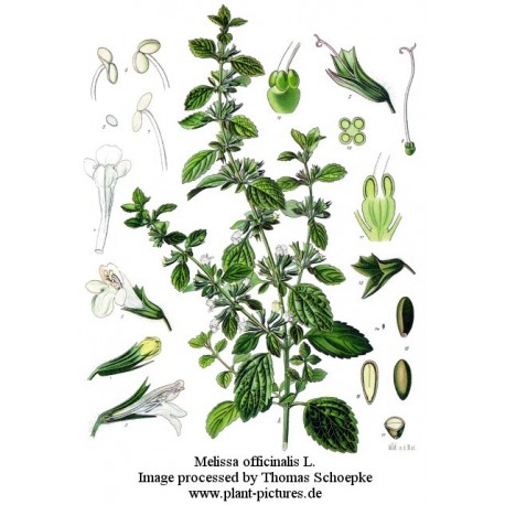 Semi di Melissa (Melissa officinalis)