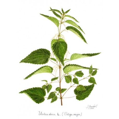 Semi di Ortica (Urtica dioica)