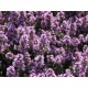 Semi di Timo Selvatico (Thymus pulegioides)