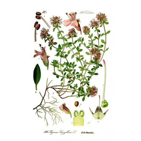 Semi di Timo Selvatico (Thymus pulegioides)