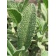 Semi di Salvia (Salvia officinalis)