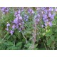 Semi di Salvia (Salvia officinalis)