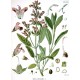 Semi di Salvia (Salvia officinalis)