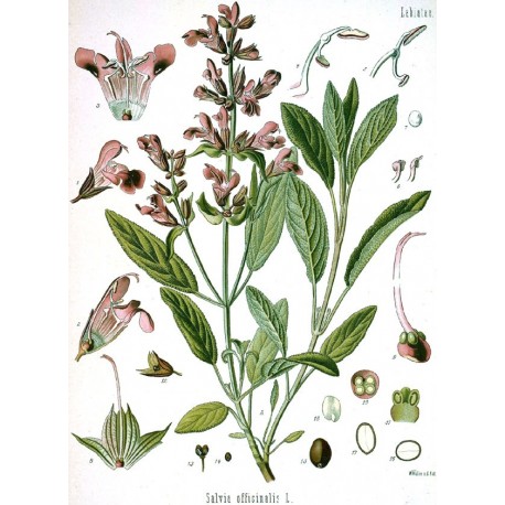 Semi di Salvia (Salvia officinalis)