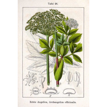 Semi di Angelica (Angelica archangelica)