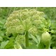 Semi di Angelica (Angelica archangelica)