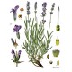 Semi di Lavanda (Lavandula angustifolia)