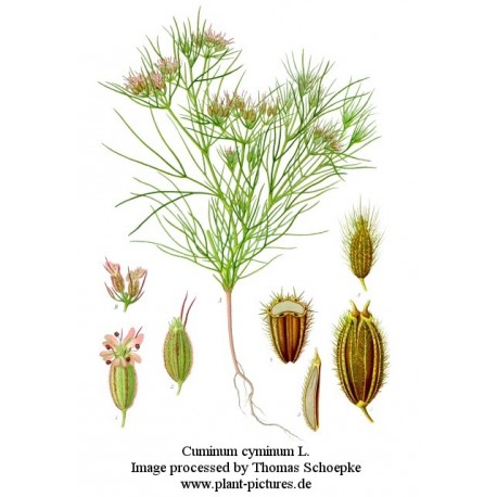 Semi di Cumino (Cuminum cyminum)