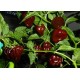 Semi di Peperoncino Habanero Chocolate (Super piccante!)