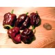 Semi di Peperoncino Habanero Chocolate (Super piccante!)