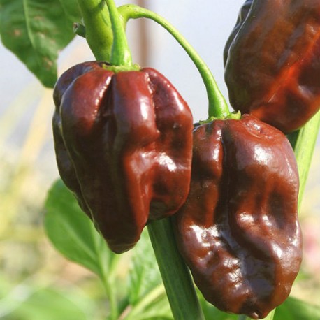 Semi di Peperoncino Habanero Chocolate (Super piccante!)