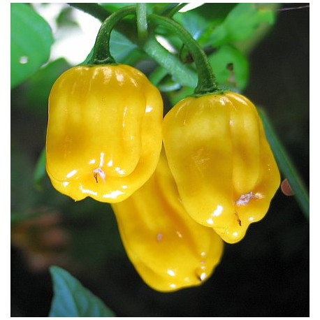 Semi di Peperoncino Habanero Yellow (Super piccante!)