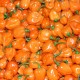 semi di peperoncino habanero orange super piccante